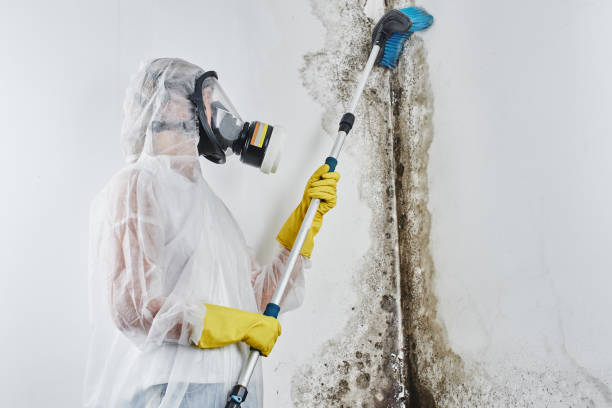 Best Localized Mold Remediation (e.g., coastal areas, humid climates) in New Hope, PA