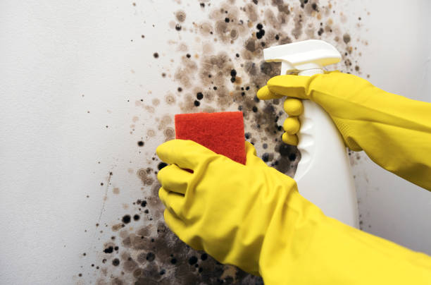 Best Bathroom Mold Remediation in New Hope, PA